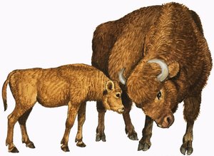 Büffel und Kalb