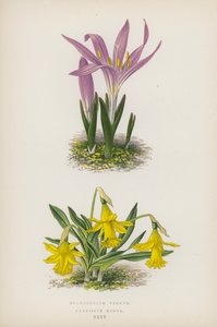 Bulbocodium Vernum; Narcissus Minor von English School