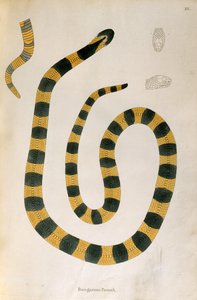 Bungarum Pamah Schlange aus Ein Bericht über indische Schlangen gesammelt von der Küste von Coromandel von Patrick Russell, London, 1796 von English School