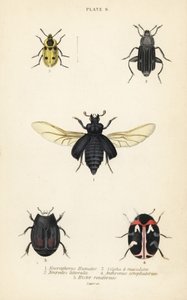Totengräberkäfer, Nicrophorus humator 1, Aaskäfer, Necrodes littoralis 2, Dendroxena quadrimaculata 3, Teppichkäfer, Anthrenus scrophulariae 4, und Hister quadrimaculatus var