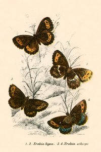 Schmetterlinge von English School