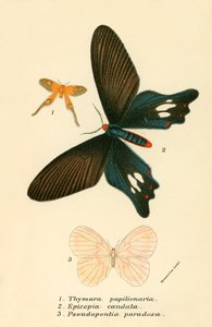 Schmetterlinge von English School