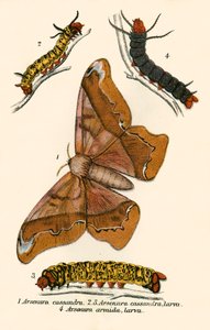 Schmetterlinge von English School