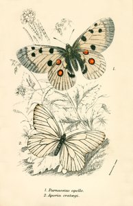 Schmetterlinge von English School