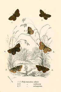 Schmetterlinge von English School