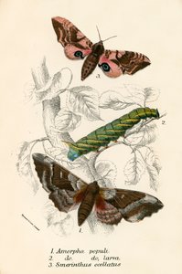 Schmetterlinge von English School