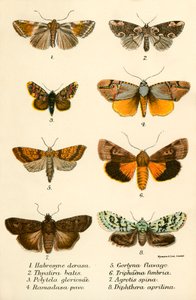 Schmetterlinge von English School