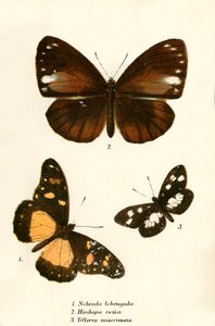Schmetterlinge von English School