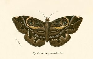 Schmetterlinge von English School