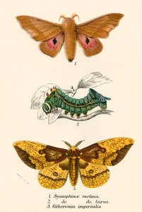 Schmetterlinge von English School