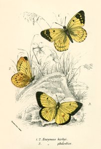 Schmetterlinge von English School