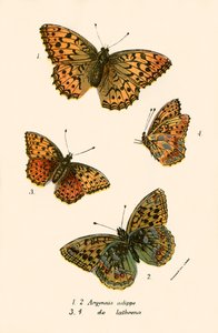 Schmetterlinge von English School