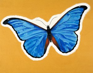 Schmetterling