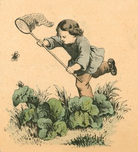 Schmetterlingsjagd