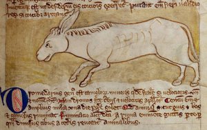 Esel, aus Bestiarium
