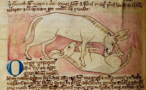Wilder Esel, aus Bestiarium