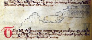 Maulwurf, aus Bestiarium von English School