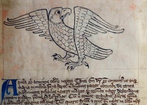 CCA-LitMs/D/10 fol. 13r Adler, aus Bestiarium