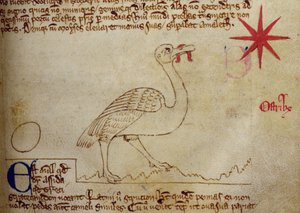 CCA-LitMs/D/10 fol. 16r Strauß, aus Bestiarium von English School