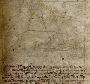 Hirsch, aus Bestiarium