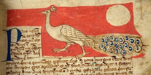 CCA-LitMs/D/10 fol. 22r Pfau, aus Bestiarium