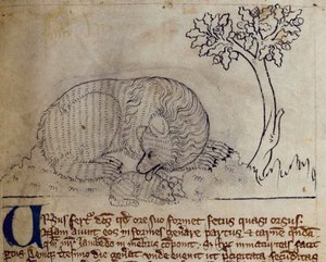 Bär, aus Bestiarium von English School