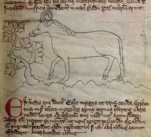 Yale, aus Bestiarium