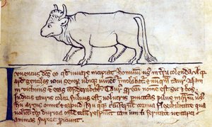 Ochse, aus Bestiarium von English School