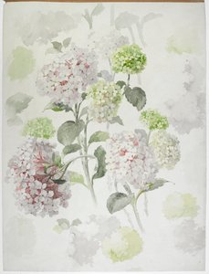 Teppichdesign