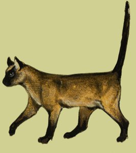 Katze von English School