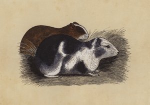Meerschweinchen von English School