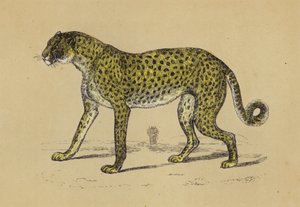 Gepard von English School