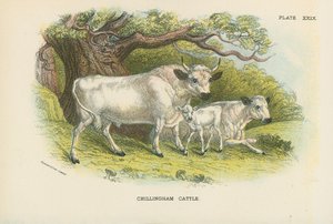 Chillingham-Rinder
