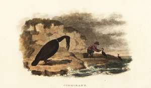 Chinesischer Mann beim Kormoranfischen am Ufer eines Sees von English School