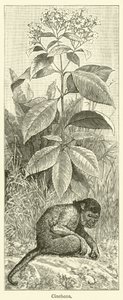 Chinarinde