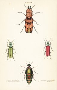 Cissites maculata 1, bunter Ölkäfer, Meloe variegatus 2, Spanische Fliege, Lytta vesicatoria 3, und Nuttalls Blasenkäfer, Lytta nuttalli 4