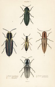 Schnellkäfer: Leuchtkäfer, Pyrophorus noctilucus 1, Chalcolepidius porcatus 2, gestreifter Schnellkäfer, Agriotes lineatus 3, Elater suturalis 4, und Semiotus distinctus 5