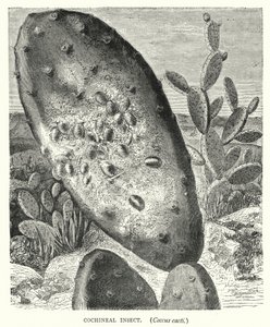 Cochenille-Insekt, Coccus cacti (Kupferstich) von English School