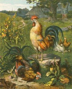 Hahn, der Sieger von English School