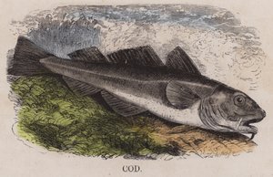 Kabeljau (farbige Gravur) von English School
