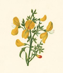 Besenginster, Cytisus Scoparius von English School