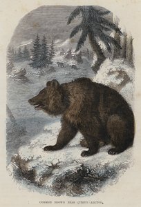 Gewöhnlicher Braunbär, Ursus Arctos von English School