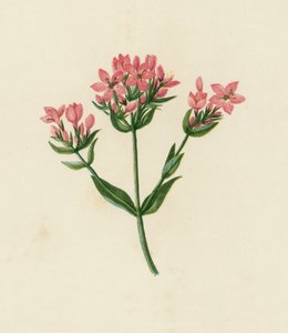 Gewöhnlicher Tausendgüldenkraut, Erythraea Centaurium von English School