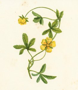 Kriechendes Fingerkraut, Potentilla Reptans von English School