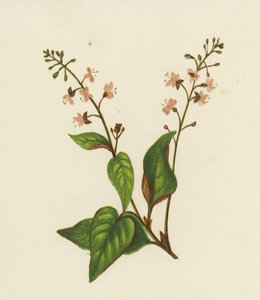 Gemeines Hexenkraut, Circaea Lutetiana von English School