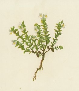 Augentrost, Euphrasia Officinalis von English School