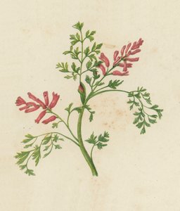 Gemeiner Erdrauch, Fumaria Officinalis von English School