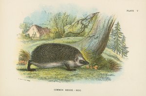 Gewöhnlicher Igel von English School
