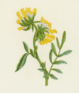 Gewöhnlicher Wundklee, Anthyllis Vulneraria