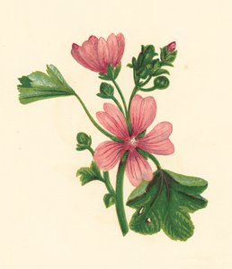 Gewöhnliche Malve, Malva Sylvestris von English School